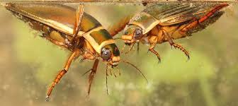 Attēlu rezultāti vaicājumam “Dytiscus marginalis”