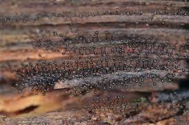 Attēlu rezultāti vaicājumam “Cribraria cancellata”