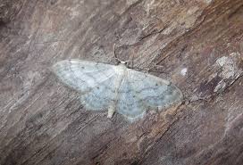 Attēlu rezultāti vaicājumam “Idaea biselata”