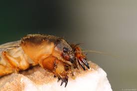 Attēlu rezultāti vaicājumam “Gryllotalpa gryllotalpa”