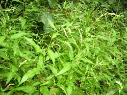 Attēlu rezultāti vaicājumam “Persicaria hydropiper leaf”