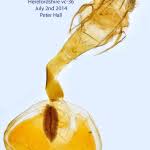 Attēlu rezultāti vaicājumam “Venusia blomeri”