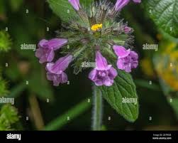 Attēlu rezultāti vaicājumam “Clinopodium vulgare flower”
