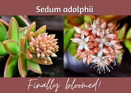 Attēlu rezultāti vaicājumam “Sedum pallidum bud”
