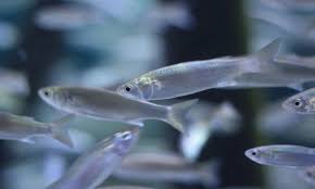 Image result for Chelon richardsonii