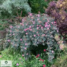 Attēlu rezultāti vaicājumam “Rosa glauca flower”