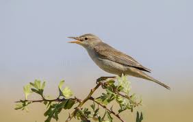 Attēlu rezultāti vaicājumam “Hippolais caligata adult”