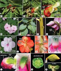 Attēlu rezultāti vaicājumam “Ericaceae”