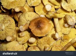 Attēlu rezultāti vaicājumam “Tricholoma flavovirens”