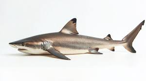 Image result for Squalus acanthias