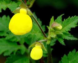 Image result for Calceolaria