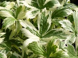 Attēlu rezultāti vaicājumam “Astrantia major leaf”