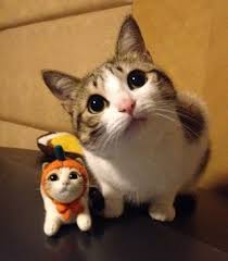 Image result for lulcatz