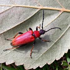 Attēlu rezultāti vaicājumam “Leptura rubra male”
