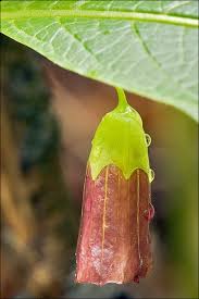 Attēlu rezultāti vaicājumam “Scopolia carniolica”