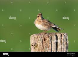 Attēlu rezultāti vaicājumam “Alauda arvensis adult”