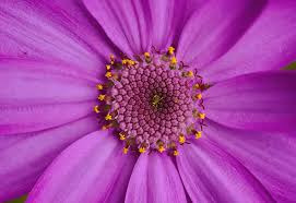 Attēlu rezultāti vaicājumam “macro”