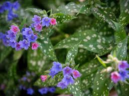 Image result for Lungenkraut