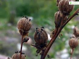 Attēlu rezultāti vaicājumam “Filipendula vulgaris bud”