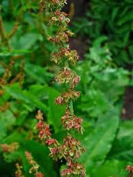 Attēlu rezultāti vaicājumam “Rumex aquaticus bud”