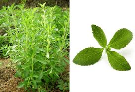 Image result for Stevia rebaudiana