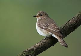 Attēlu rezultāti vaicājumam “Muscicapa striata”