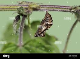 Attēlu rezultāti vaicājumam “Araschnia levana larva”