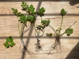 Attēlu rezultāti vaicājumam “Ranunculus cassubicus leaf”
