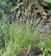 Attēlu rezultāti vaicājumam “Brachypodium sylvaticum flower”