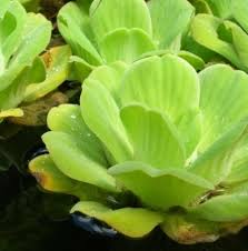 Attēlu rezultāti vaicājumam “Pistia stratiotes”