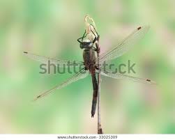 Attēlu rezultāti vaicājumam “Leucorrhinia rubicunda”