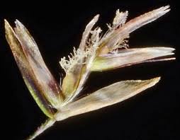 Attēlu rezultāti vaicājumam “Deschampsia cespitosa bud”