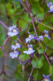 Attēlu rezultāti vaicājumam “Cymbalaria muralis flower”