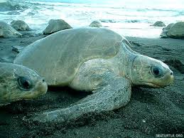 Image result for Lepidochelys olivacea