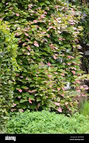 Attēlu rezultāti vaicājumam “Actinidia kolomikta”