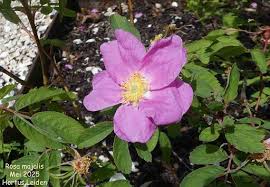 Attēlu rezultāti vaicājumam “Rosa majalis”