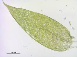 Attēlu rezultāti vaicājumam “Plagiothecium latebricola macro”