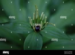 Attēlu rezultāti vaicājumam “Paris quadrifolia flower”