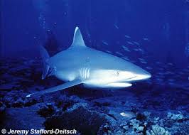 Image result for Carcharhinus albimarginatus