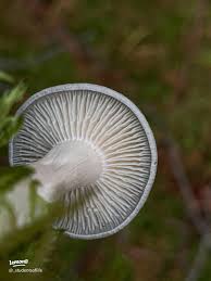 Attēlu rezultāti vaicājumam “Cantharellula umbonata”