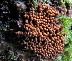 Attēlu rezultāti vaicājumam “Oligonema favogineum spores”