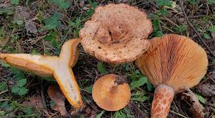 Attēlu rezultāti vaicājumam “Lactarius”