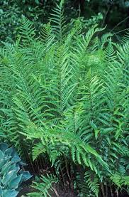 Attēlu rezultāti vaicājumam “Dryopteris”