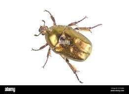 Attēlu rezultāti vaicājumam “Potosia cuprea”