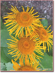 Image result for Telekia speciosa