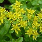 Attēlu rezultāti vaicājumam “Sedum aizoon fruit”