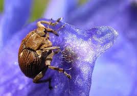 Attēlu rezultāti vaicājumam “Mononychus punctumalbum”