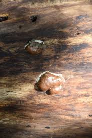 Attēlu rezultāti vaicājumam “Reticularia sp.”