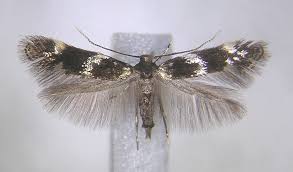 Attēlu rezultāti vaicājumam “Elachistidae”