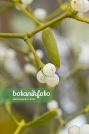 Attēlu rezultāti vaicājumam “Viscum album fruit”